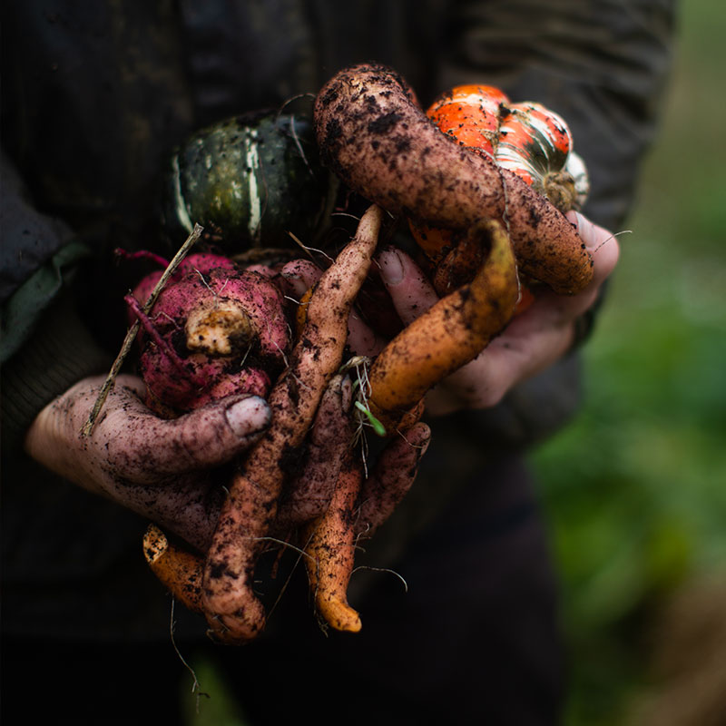 Jordete hender holder nylig høstede, fargerike rotgrønnsaker. Oransje gulrøtter, lilla rødbeter og andre rotfrukter med jord på.
