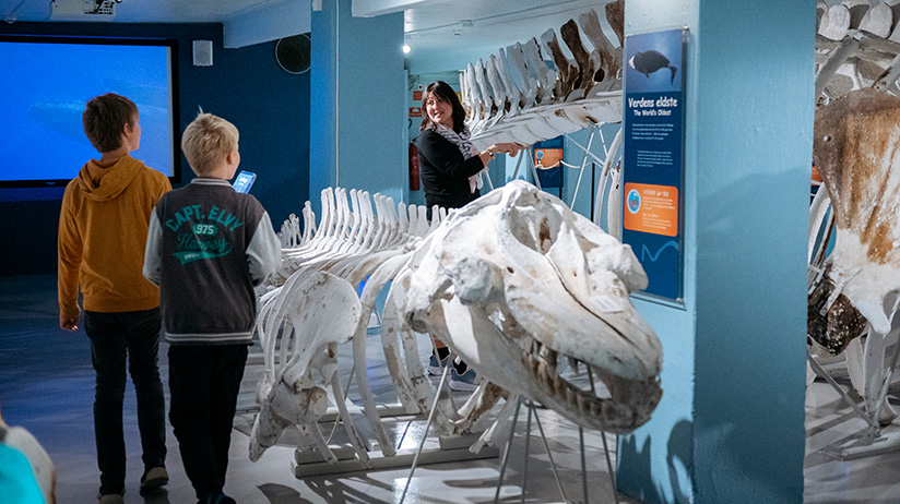 I museumsrommet står det hvalskeletter på rekke langs veggen. Et hvalkranium er montert foran på et stativ. En museumsguide står bak utstillingen og ser ut til å forklare noe, mens to unge besøkende står og ser på utstillingen. Rommet har også informasjonsskilt på veggene og en stor skjerm med blått bilde i bakgrunnen. Belysningen er dempet.