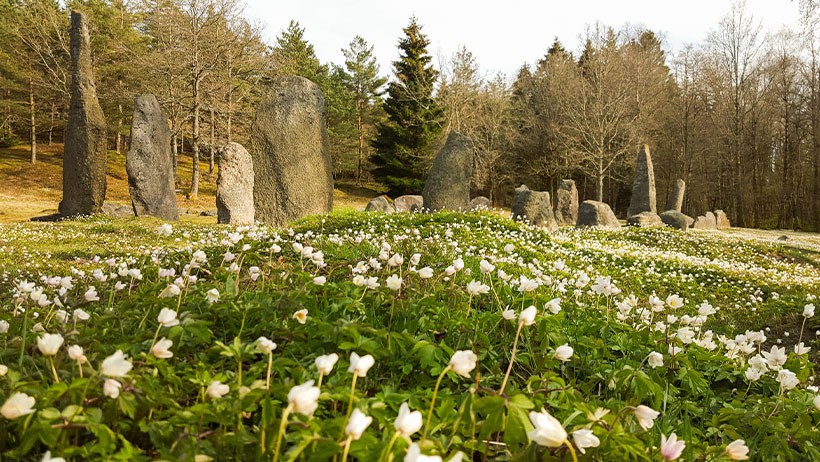 "Istrehågan gravfelt med hvite blomster i forgrunnen. Høye bautasteiner i ring omgitt av hvite vårblomster. Bartrær og løvtrær i bakgrunnen.