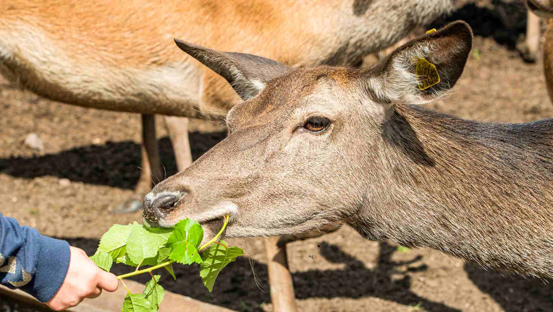 Nærbilde av en hjort som spiser grønne blader fra en utstrakt hånd. Hjorten har øremerke og brun pels.