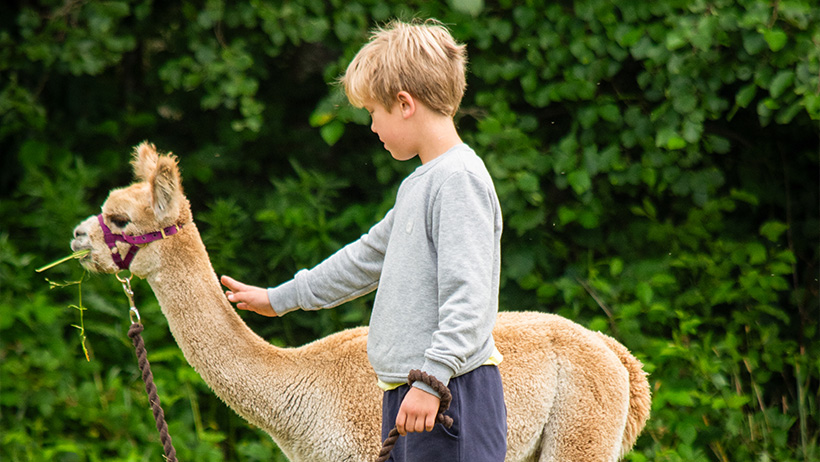 barn klapper en myk alpakkaunge