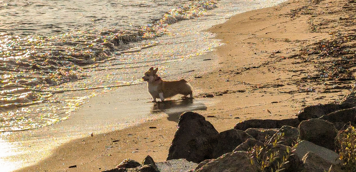 Ta med hunden på ferie