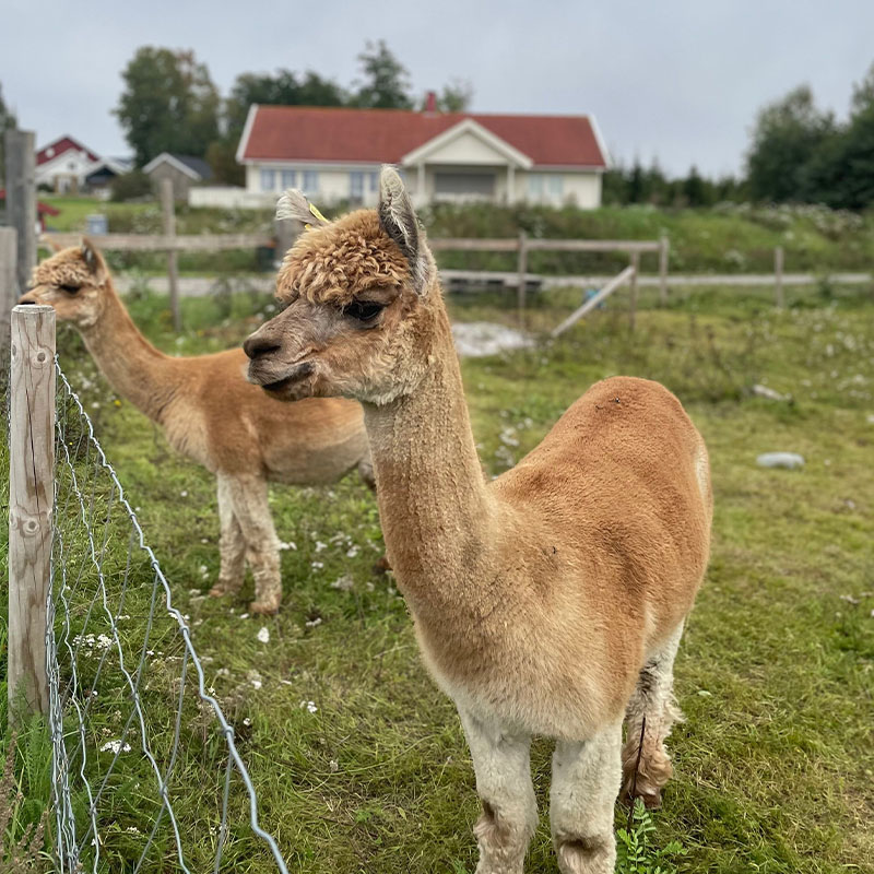 : To lysebrune alpakkaer står bak et metall gjerde på en grønn åker. Det er et hvitt hus i bakgrunnen. Alpakkaene er imøtekommende og nysgjerrige, og står inntil gjerdet.