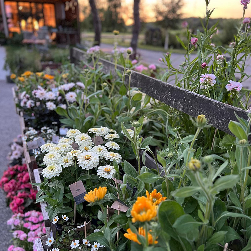 : I fokus er det et utvalg av fargerike blomster som står utenfor en gårdsbutikk, mens i bakgrunnen er det en sjarmerende hage og nydelig oransj solnedgang.