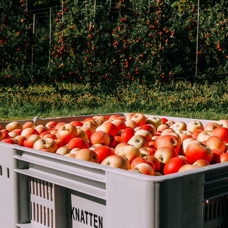 : En stor plastkasse fylt med nyplukkede, røde og gule epler står i solskinnet foran en frodig eplehage. Trærne i bakgrunnen er tette med modne epler, klare for innhøsting.