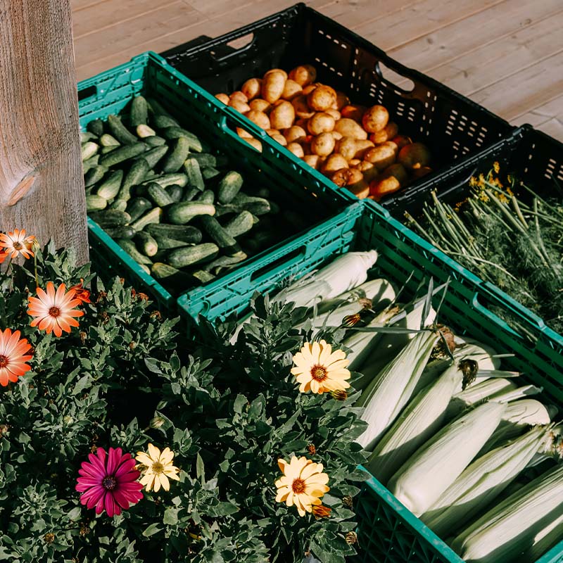 : Fargerike blomster i forgrunnen rammer inn kasser fylt med ferske grønnsaker og poteter. Agurker, mais, dill og nypoteter ligger i grønne og svarte plastkasser på en treplatting, badet i sollys.