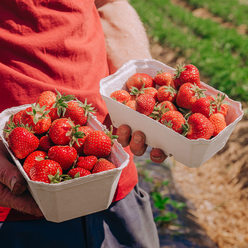 To kurver med røde jordbær holdt av hender i rød skjorte. Friske, modne bær med grønne stilker mot jordbunn i bakgrunnen.