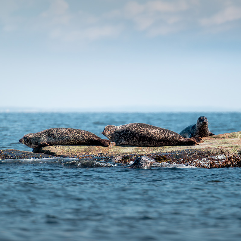 Tre seler hviler på solbelyst stein i havet. Spettete pels skinner i solen. Blått, rolig vann omgir steinen