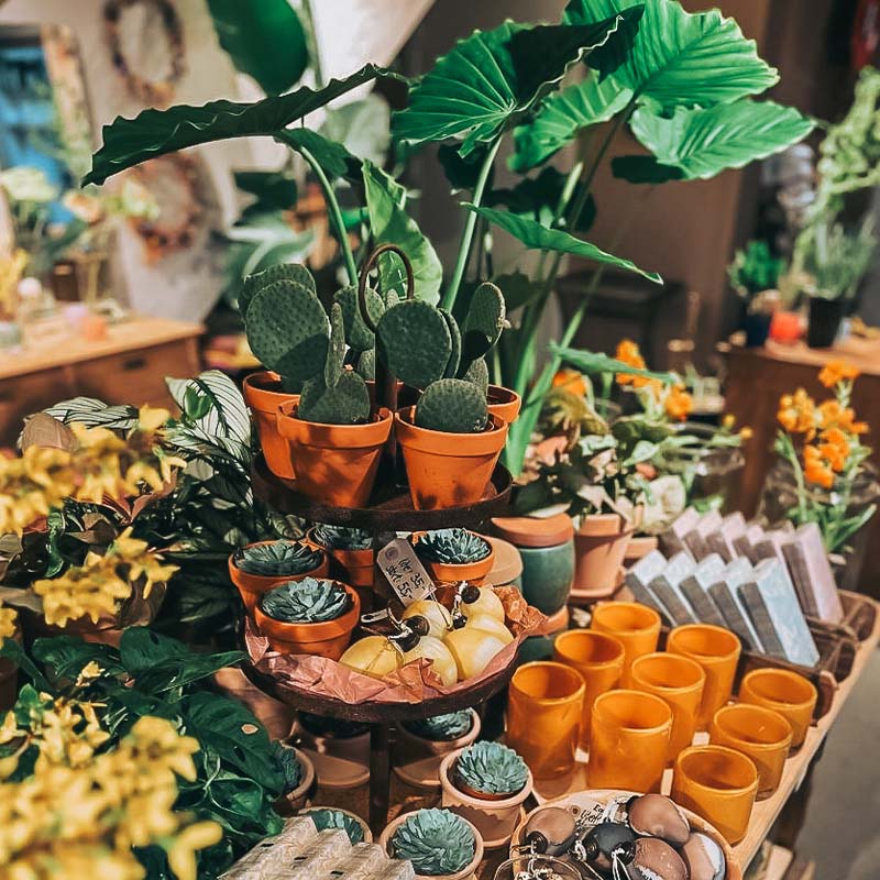 Et bord fylt med potteplanter, primært kaktuser, dekorert med grønne blader og skarpe farger, i en butikk.