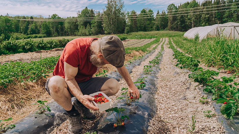 : En bonde i rød t-skjorte og caps plukker modne jordbær i en åker omgitt av frodig natur. Han holder en kurv med nyplukkede bær mens solskinnet lyser opp de grønne jordbærplantene. I bakgrunnen ses drivhus og skog, som rammer inn den idylliske gårdsstemningen.