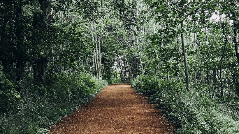 Jordlagt tursti omgitt av frodig grønn skog i Hortensskogen. Stien slynger seg innover mellom høye løvtrær og tett vegetasjon, perfekt for en rolig spasertur eller sykkeltur.