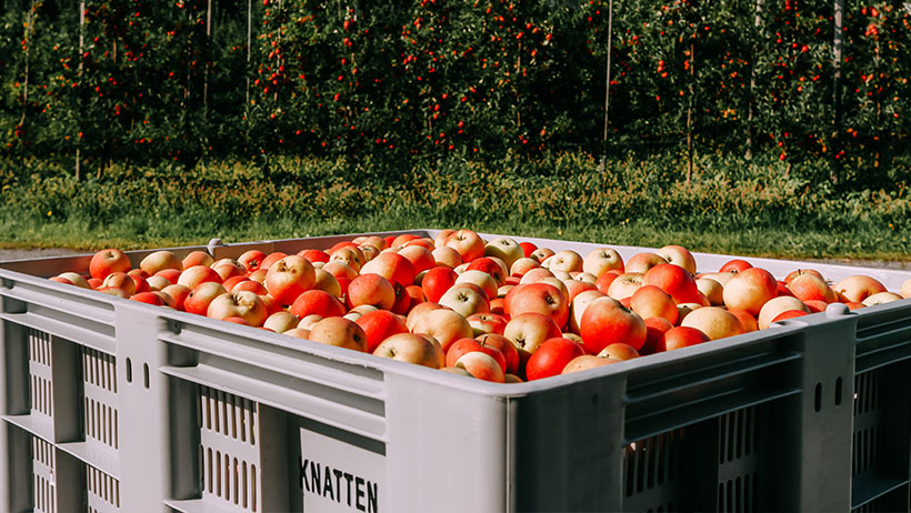 Kasse med røde epler fra Knatten Fruktgård. Eplehage med frukttrær i bakgrunnen. Solskinn på de modne, røde eplene.