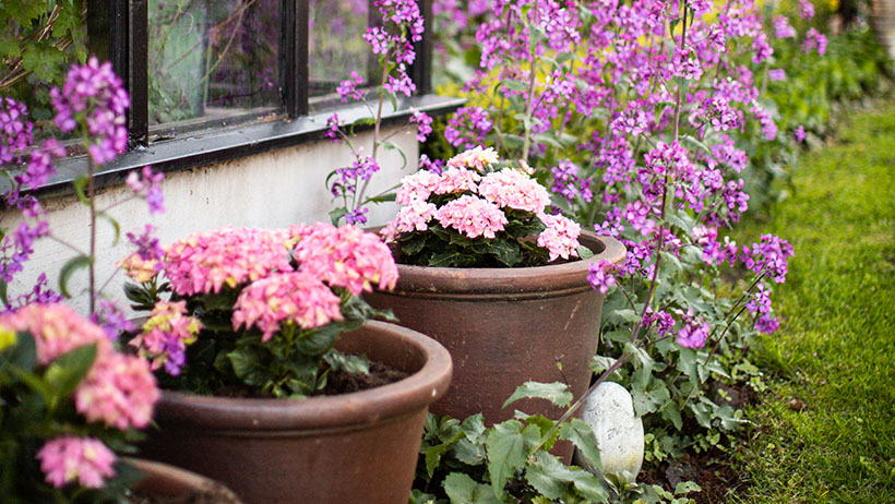 : Store terrakottapotter fylt med frodige, rosa hortensiaer står plassert langs en drivhusvegg, omgitt av høye, lilla blomster. Den grønne plenen og de tette vekstene skaper en idyllisk hagerom fylt med farger og liv.