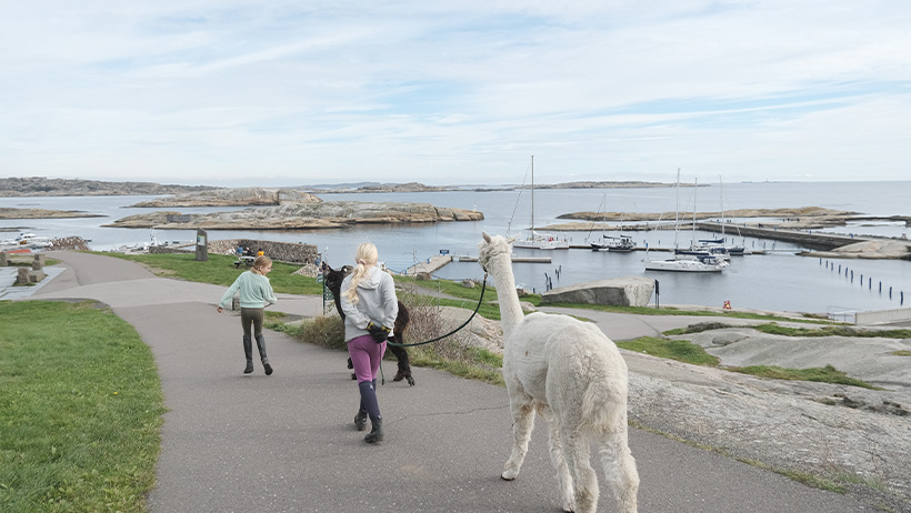 Barn spaserer ved skjærgården, holder hvit og svart alpakka i bånd