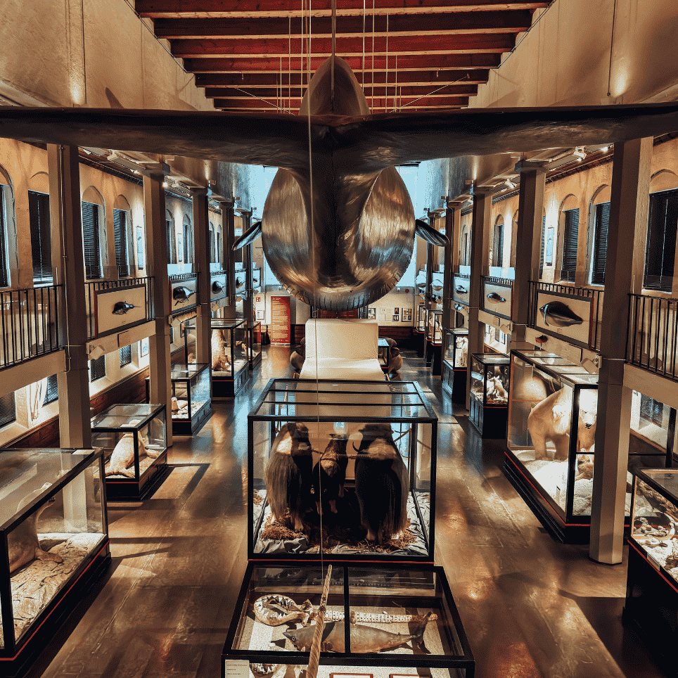 Museumshall med opphengt hvalskjelett i taket og montre med utstoppede polare dyr som isbjørn og moskus på begge sider.